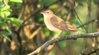 Fülemüle (Luscinia megarhynchos) 2003.06.04. - Kenézlő