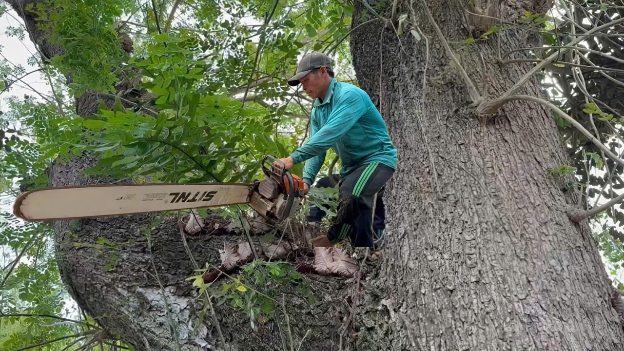 Очень большая пила для деревьев, многолетняя, высокотехнологичная пила для деревьев