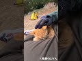 胡坐ベッド #shorts #猫 #cat #बिल्ली #kedi