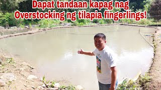 Mataas na Stocking Density ng Tilapia sa Fishpond pero walang Bansut?