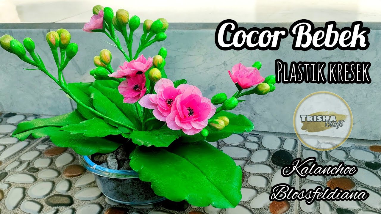 Cocor Bebek dari plastik kresek ( Kalanchoe Blossfeldiana ) || Bunga kresek terbaru