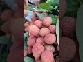 রাজশাহীর লিচু