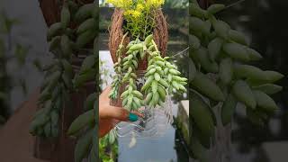 sedum and Donkey tail in coconut shell😊#virelshorts #gardening #shortvideo