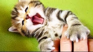 Cute Kittens and Funny Cats Compilation | More Yawns, More smiles