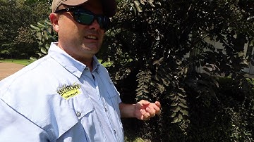 Black Sooty Mold on Crape Myrtles