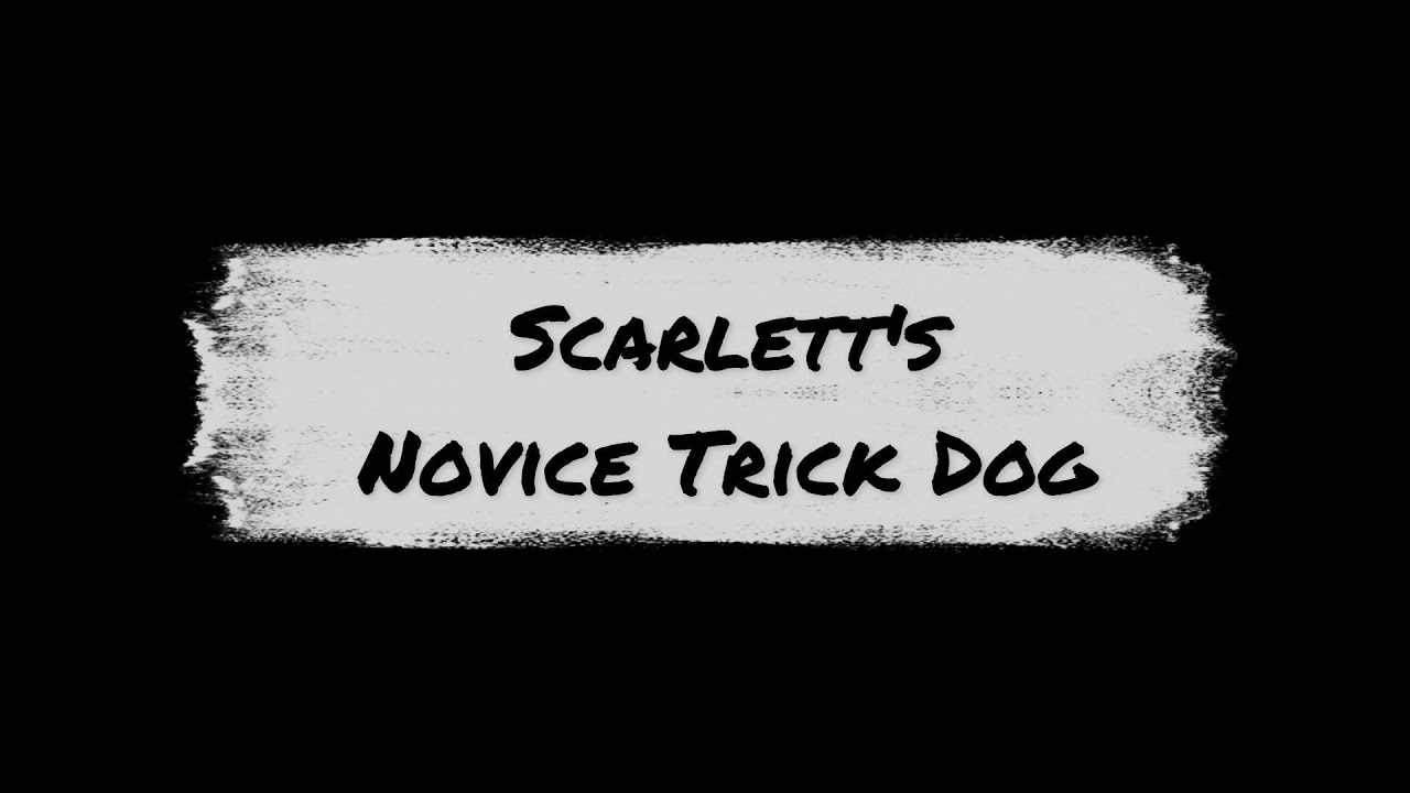 scarlett-s-novice-trick-dog-dmwyd-youtube