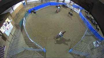 Big Sky Ranch Sorting Saddle Series #4 - #5 SORT - Round #1 - Ride #13