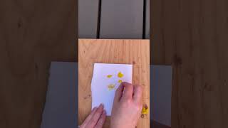 Flower Pounding On Paper With A Forsythia (Easter Tree) Flower