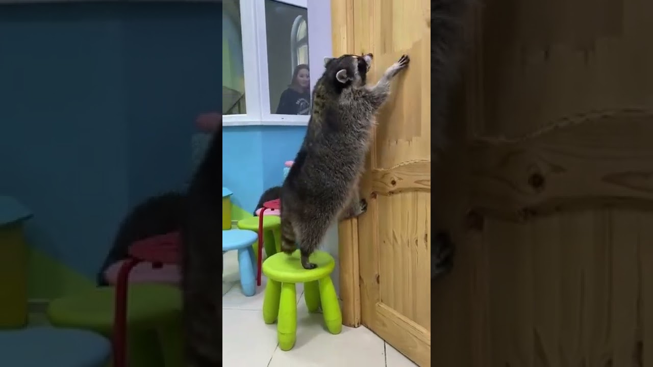 Intelligent Raccoon Knows How to Open a Door || PETASTIC 🐾
