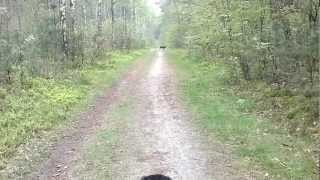 The Doggyman Aan De Wandel Met 12 Honden 12