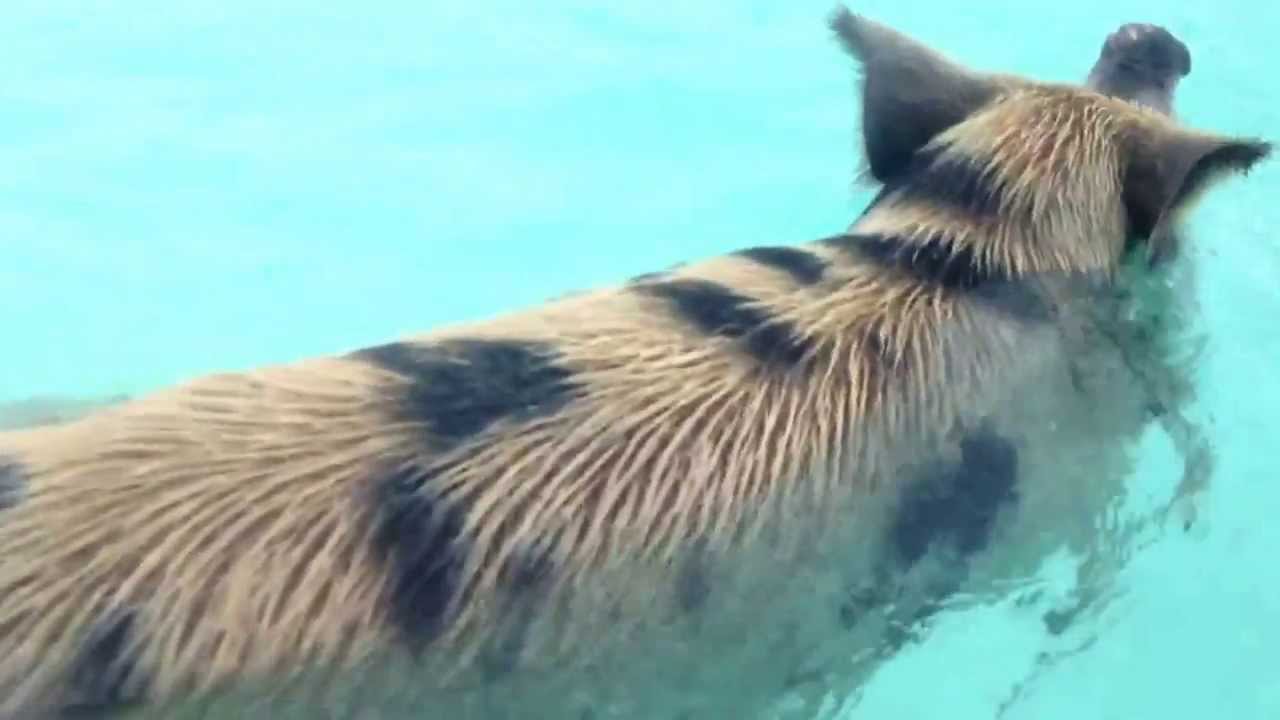 Swimming pigs at big majors cay