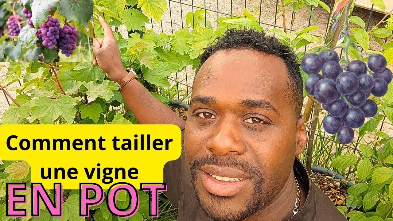 Comment avoir du raisin en pot ? - YouTube