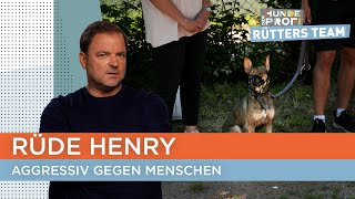 Thumbnail for Sogar sein eigenes Herrchen geht der Basenji-Schäferhund-Mix an 😳 | Der Hundeprofi - Rütters Team