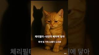 노래부르는 고양이[체리필터-내안의 페허에 닿아] #고양이 #노래추천 #고뇌#체리필터 #cat #catvideos #singing
