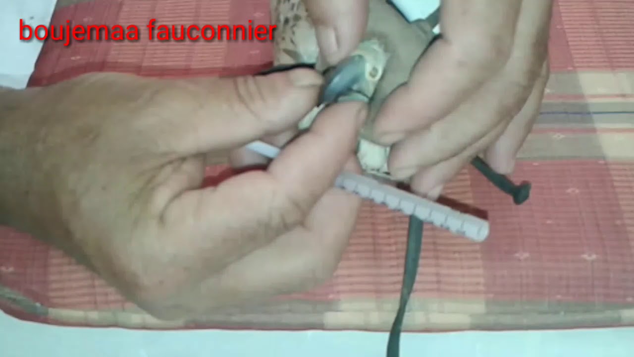 علاج الصقور (قتل الديدان التي تصاب بها الصقور)boujemaa fauconnier