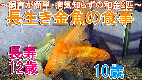 金魚和金