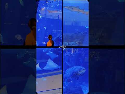 #dubai aquarium #shark #giant grouper #stingray #fishes