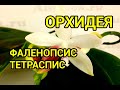 ОРХИДЕЯ из АЗИИ. Адаптация! Фаленопсиc Тетраспис/Tetraspis. Пересадка в Серамис + Орхиата