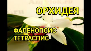 видео: ОРХИДЕЯ из АЗИИ. Адаптация! Фаленопсиc Тетраспис/Tetraspis. Пересадка в Серамис + Орхиата картинка: ОРХИДЕЯ из АЗИИ. Адаптация! Фаленопсиc Тетраспис/Tetraspis. Пересадка в Серамис + Орхиата