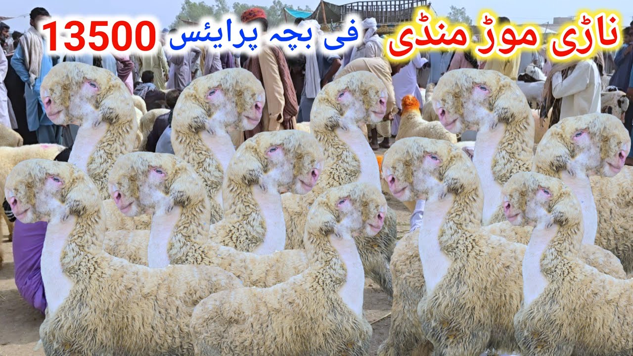 8 March 2026 ناڑی موڑ منڈی اتوار کے دن پاکستان کی سب سے سستی ترین منڈی مندرا مارکیٹ کا جائزہ لیں 