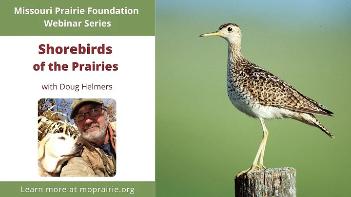 MPF Webinar: Shorebirds of the Prairies with Doug ...