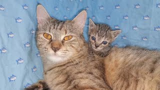 Adopted Kitten who Loves his FOSTER MOM CAT is Adorable 😻｜Two Weeks Old Rescued Kitten by Moo Kittens 599 views 6 days ago 1 minute, 23 seconds