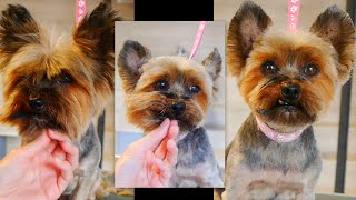 How to Groom Yorkie Head  Step by Step