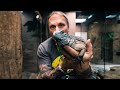GETTING A BLUE ROCK IGUANA FOR MY REPTILE ZOO!! Build Day #13 | BRIAN BARCZYK