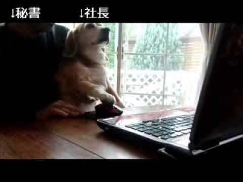 パソコンをする犬 Pc Dog Youtube