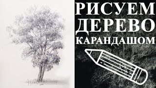 Уроки рисования. Как рисовать дерево. Как нарисовать дерево карандашом?!