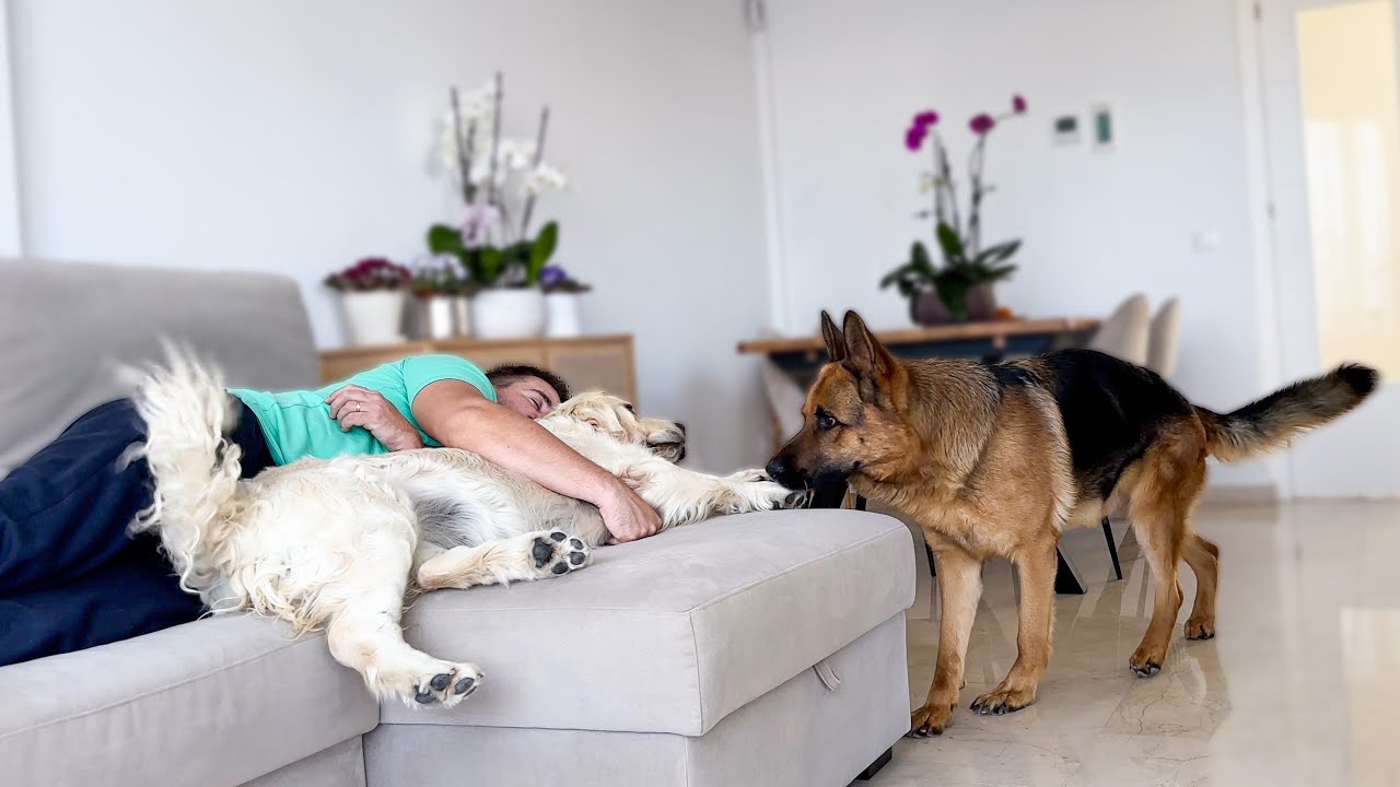 What Does a German Shepherd do when He Finds His Owner Sleeping with Another Dog