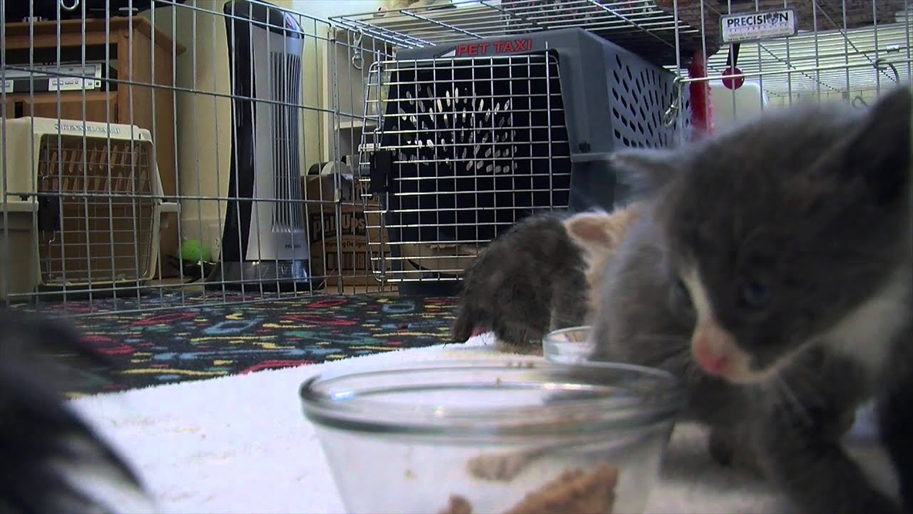 Kitten Feeding Frenzy YouTube