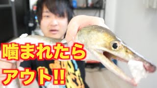 大暴走！！元気なハモをさばいて湯引きで食べるよ！！