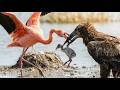 Flamingo's 99 Days From Egg to Survival | Top Most To Survival