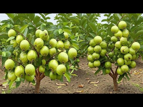 grow guava tree