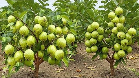 grow guava tree faster with thess simple tips, growing guava tree use aloe vera, #guava #fruittre