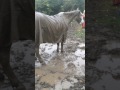 White Horse Playing in the mud