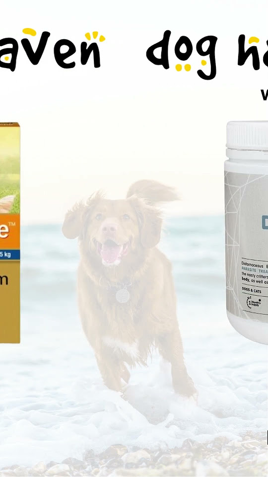 it-s-important-to-regularly-deworm-your-dog-to-help-prevent-and-treat