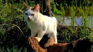 😸🐱CAT CUTE - PLAY WITH CAT -BILLI KARTI MEOW MEOW- kittens cats funniest - Animal Funny- VS 008 by ANIMALS 22 284 views 9 days ago 3 minutes, 21 seconds