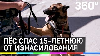 Пёс спас 15-летнюю от изнасилования: комиссар Рекс из Петербурга
