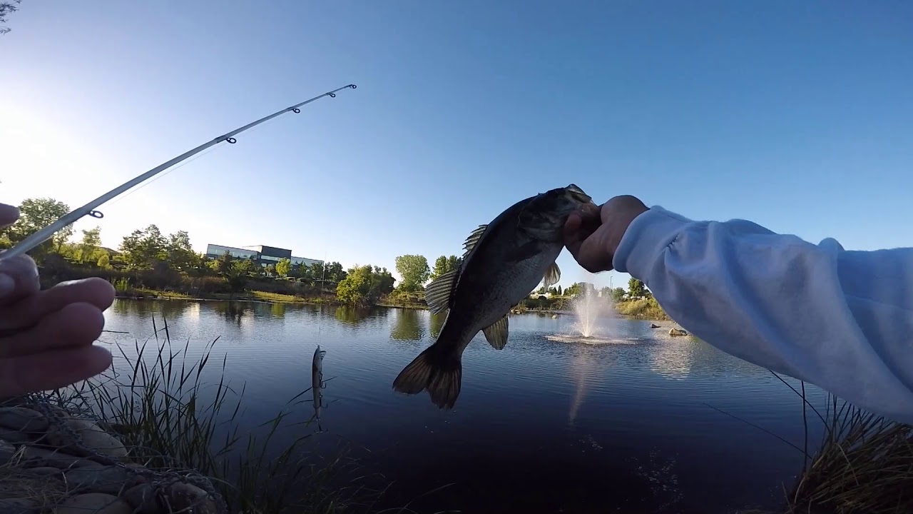 Urban Pond Fishing for Bass #Bassfishing #Pondfishing #Fishing 