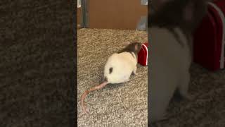 Mail Delivery Expert #animals #animal #rat @asmit10z
