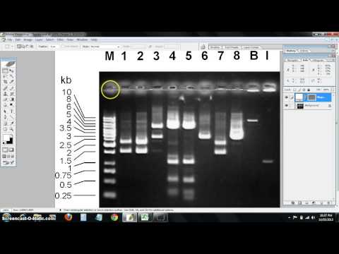 Video: Was ist der Lambda HindIII DNA-Marker?