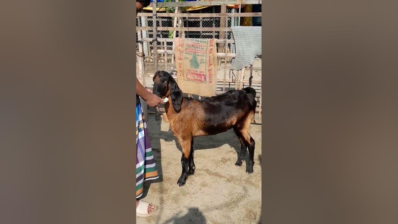 mashallah-so-cute-male-goat-in-my-project-shorts-youtube