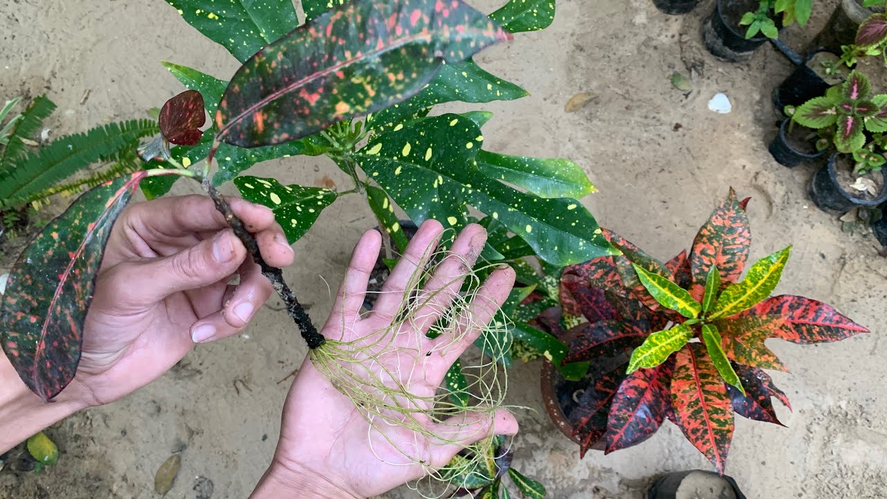 ازرع عشرات الشتلات من نبتة كروتون وحدة فقط بهذه الطريقة وكيف تجعل نبات الكروتون ينمو بقوة بوقت قصير