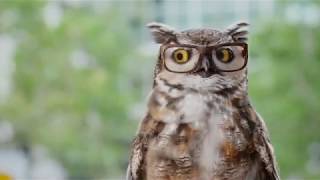 America's Best Commercial: Lady Talking To Owl | Best Eyeglasses TV Commercial || eureka yess