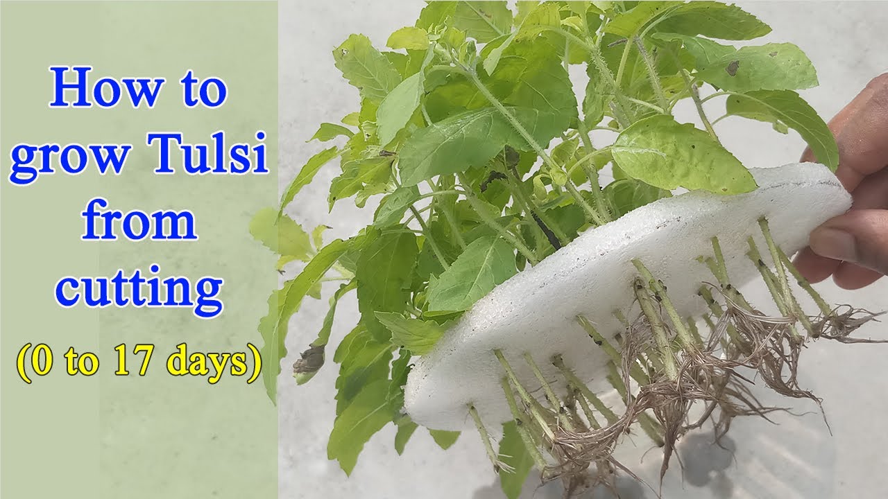 তুলসী গাছের কচি ডাল থেকে চারা তৈরি How to grow Tulsi plant from