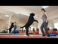 CATCH Your Dream: CATCH Academy - The Premier Dog Trainer School - Become a Dog Trainer! CATCH Your Dream: CATCH Academy - The Premier Dog Trainer School - Become a Dog Trainer!
