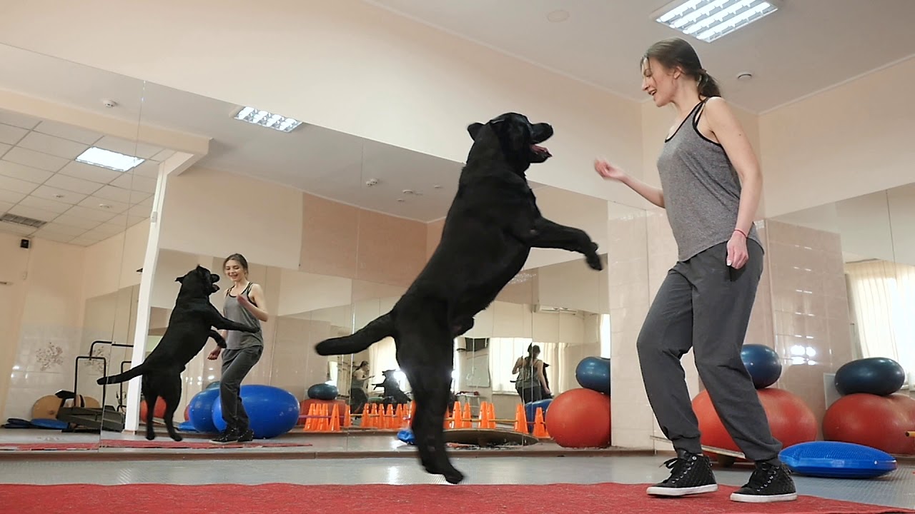 CATCH Your Dream CATCH Academy The Premier Dog Trainer School