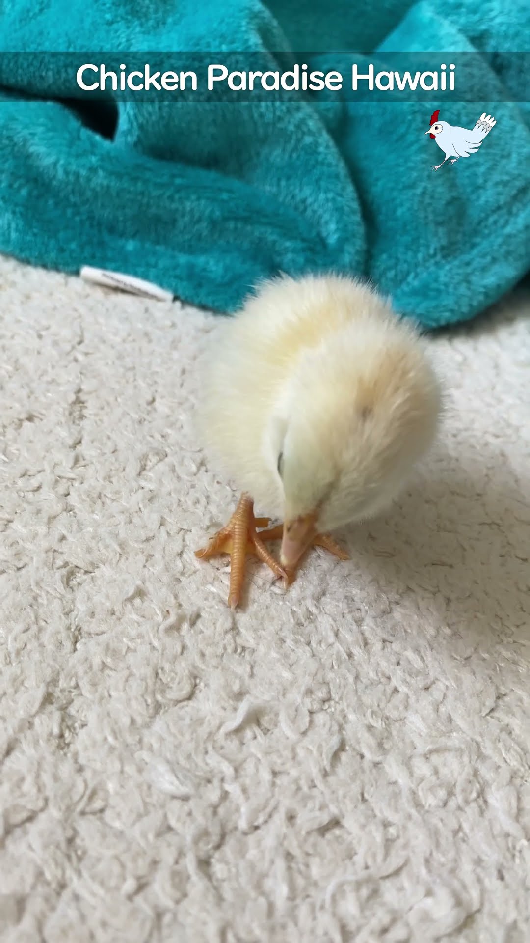 Gudetama, one day old